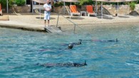 “Denize En Çok Mavi Yakışır” sloganıyla yapılan Bodrum Belediyesi Deniz Dibi Temizlik Çalışmaları kapsamında dalış ekibi, bu hafta Torba plajı ve liman bölgesinde temizlik yaptı. Bodrum Belediyesi Dalgıç Ekibi, dört yıldır Bodrum yarımadasının koy ve sahillerini temizleyerek yaz sezonu hazırlıklarına […]