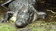 The crocodile hesitates while, but eventually strikes. His fate is immediately sealed. The animal gets electrocuted and stiffens. An adult electric eel can produce an shock of up to 550 volts. Strong enough to stun and sometimes even kill a […]