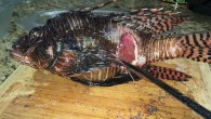 For some months now, sick or injured lionfish have been found off the coast of Klein Bonaire. The injuries are all the same. The animals are found floating on the surface, with superficial skin injuries. Lionfish Hunters posted it on […]