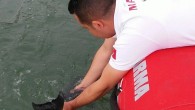 Mudanya’da sabah saatlerinde ihbar alan Mudanya Arama Kurtarma (MAK) ekibi, yolunu şaşırıp sığ sulara gelen yavru yunus için seferber olup kurtarma operasyonu başlattı. Mudanya’da son günlerde görülen yoğun yunus sürüleri sahilde denizi seyredenler için hoş bir görüntü oluşturuyor. Av yasağının […]