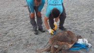 Alanya’da sahile vuran 70 kilo ağırlığında bir caretta caretta bulundu. Telef olan caretta carettayı, Kestel Mahallesi sahilinde yürüyüşe çıkan Selehattin Avara buldu. Avara, durumu Alanya Belediyesi Çözüm Masası’na bildirdi. Kısa sürede olay yerine gelen belediye ekipleri, yaklaşık 70 kilo ağırlığında […]