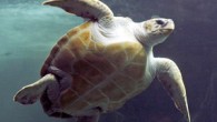 Aralarında Türkiye’nin de yer aldığı Akdeniz ülkelerinde yapılan bir araştırmaya göre deniz kirliliği nedeniyle caretta carettaların yarısından çoğunun sindirim sisteminde plastik bulunuyor. Avrupa Birliği’nin sponsorluğunda, denizlerdeki çöplerin deniz canlıları üzerindeki etkilerinin incelendiği INDICIT projesi kapsamında yapılan araştırmada 187’si canlı, 424’ü […]