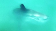 Çalış plajından Fethiye’ye tekne turuna katılan turistler deniz yüzeyine yavaş hareket eden büyük bir balık gördü. Balığın yaralı olduğunu düşünen tatilciler ve tekne kaptanı durumu Fethiye Gıda Tarım ve Hayvancılık Müdürlüğü yetkililerine bildirdi. Tekne ile balığın bulunduğu yere giden yetkililer, […]