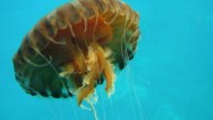 Ömürleri yaklaşık bir yıl olan ve tüm dünya denizlerinde bulunan Pusula denizanası Chrysaora hysoscella (Linnaeus, 1766) Türkiye sularında Akdeniz ve Ege Denizi’nde ve 2000’li yıllardan itibaren de Marmara Denizi’nde yaygın olarak görülmektedir. Genellikle Temmuz-Eylül ayları arasında görülen Pusula denizanası ihbarları […]