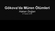 Hakan Doğan