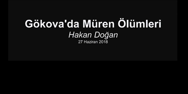Hakan Doğan