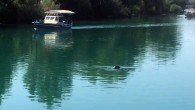 Antalya’nan Manavgat ilçesinde, Manavgat Irmağında görülen Akdeniz foku, eğlenceli dakikalar yaşattı. İlk olarak sabah saatlerinde Irmağın Zeynel Şenol Köprüsü yakınlarında görülen Akdeniz foku, ırmak kenarında bulunan kafeteryalardaki vatandaşlara adeta gösteri yaparcasına ırmağın serin sularında uzun süre yüzdü. Bir süre gözden […]