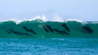 They don’t need surfboards or any watercraft, and they’re as good any as any human surfer. Here’s why dolphins love to surf. Why do dolphins like to catch and surf ocean waves? Are they doing it just for fun? Are […]