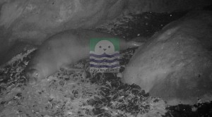 Foça yöresinde yaşayan Akdeniz Foklarının takibi için kurulan ‘foto-kapan’lar, bilimsel