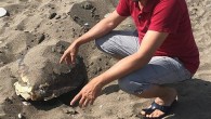Antalya’nın Kumluca ilçesi Deniz Obaları sahilinde başı ezilmiş caretta caretta ölüsü bulundu. Edinilen bilgiye göre, Kumluca’nın Kum Mahallesi Deniz Obaları sahilinde başı ezilmiş caretta caretta ölüsü bulundu. Sahilde yürüyüş yapan Osman Özdemir tarafından bulunan caretta carettanın yaklaşık 20 kilogram civarında […]