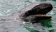 Monday the National Marine Fisheries Service designated 17,500 square miles of ocean as protected critical habitat for Hawaii’s false killer whales, a dolphin species whose numbers have dwindled to around 150 in the wild. The new rule, responding to legal […]