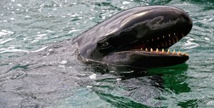 Monday the National Marine Fisheries Service designated 17,500 square miles