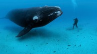 Bu sabah sizlerle paylaşmak istediğim, National Geographic dergisi için bir fotoğrafçı olarak çalışmalarım sonucu ortaya çıkan, okyanuslara dair kimi öyküler. Sanırım, çocukken denize aşık olduğum için bir sualtı fotoğrafçısı ve fotojurnalist oldum. Ve öyküler anlatmak istiyordum suyun altında gördüğüm muhteşem […]