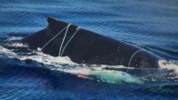 The animals — two adults and one smaller whale — have been reported three times to the National Parks and Wildlife Service (NPWS) since Sunday. Those who spotted them said they were wrapped in ropes and some had white floats […]