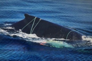The animals — two adults and one smaller whale —