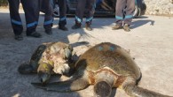 Muğla’nın Marmaris ilçesinde, sahilde “caretta caretta” cinsi iki deniz kaplumbağası bulundu. İçmeler Mahallesi sahilinde telef olan caretta carettaları görenler, durumu Marmaris Belediyesi’ne bildirdi. Denizden çıkartılarak kıyıya alınan kaplumbağalar, Araştırma, Kurtarma ve Rehabilitasyon Merkezi (DEKAMER) yetkililerine teslim edildi. Caretta carettaların kabuklarında […]