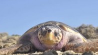 Mersin’deki Deniz Kaplumbağaları Kurtarma Rehabilitasyon Bilgilendirme Merkezi, caretta carettelara kucak açıyor. Merkez Mezitli ilçesi Davultepe Mahallesi 100. Yıl Parkı içerisinde 2010 yılında kurulan ve 2011 yılında hizmete giren Deniz Kaplumbağaları Kurtarma Rehabilitasyon Bilgilendirme Merkezi, 7 yıldır nesli tükenme tehlikesi altında […]