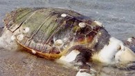 Porto Molo sahilinde telef olmuş bir caretta caretta cinsi deniz kaplumbağası bulundu. Salı günü İskeçe’de sahil boyu Porto Molo sahilinde telef olmuş bir caretta caretta cinsi deniz kaplumbağası bulundu. Olay yerine gelen Sahil Güvenlik inceleme yaptı. Son zamanlarda İskeçe sahillerinde […]