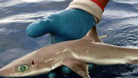 Meksika Körfezi’nde “Squalus clarkae” ya da “Genie’s dogfish” adı verilen büyük gözlü yeni bir köpek balığı türü keşfedildi. “Live Science” internet sayfasında yer alan habere göre, “Zootaxa” dergisinde yayımlanan çalışmada, Floridalı bilim insanları, “Squalus clarkae” ya da “Genie’s dogfish” adı […]