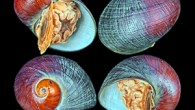 Şimdiye dek hiç karşılaşılmamış bir metamorfoz biçimine G.chessoia türü salyangozda rastlandı. Bir süre önce yapılan bir çalışma sonucunda, dışarıdan bakıldığında diğer kabuklu sümüklü böceklerden pek de farklı görünmeyen bu hayvanın içinde, son derece sıra dışı süreçlerin gerçekleştiği ortaya çıktı. Araştırma […]