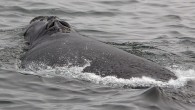Scientists no longer have to collect poop to get key data on the health of endangered right whales. A new study indicates that under the right conditions, scientist can get real-time hormonal data by collecting the spray from whales’ blowholes. […]