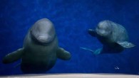 SEA LIFE TRUST Beluga Balinaları için çığır açan bir deniz refahı projesiyle dünyanın ilk açık su barınağını İzlanda’da kuracağını ilan etti. WDC’nın ortaklığıyla kurulan SEA LIFE TRUST Beluga Balinası Barınağı son yıllarda tutsak balina ve yunusların bakım ve koruması için […]