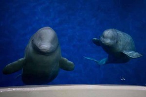 SEA LIFE TRUST Beluga Balinaları için çığır açan bir deniz