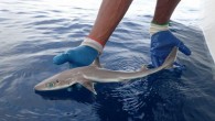 Just when you thought it was safe to go into the water – Florida scientists have discovered a new species of dogfish shark with enormous eyes. The new species, known as Squalus clarkae, named after marine biology pioneer Eugenie Clark, […]