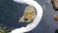 Karamürselli Balıkçı Aydın Karataş, “Yılan balıkları normalde 45-50 cm boyunda olur ve 8 kiloyu pek geçmez. Bu kadar büyük olanları çok nadir avlanır. Yılan balığı yılana benzediği için bu ismi almış olup, yılan ile hiçbir alakası yoktur. Bu balık genelde […]