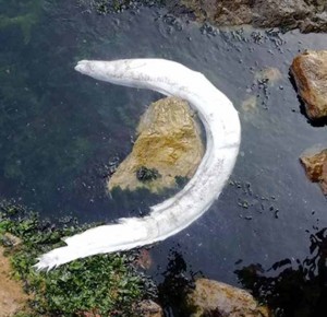 Karamürselli Balıkçı Aydın Karataş, “Yılan balıkları normalde 45-50 cm boyunda