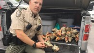 A Texas woman will spend 15 days in jail as punishment for taking 40 queen conchs from the waters that surround Key West with a plan to clean them and give the shells away as gifts. Diana Fiscal-Gonzalez, 30, of […]