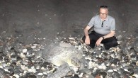 Türkiye’deki üreme alanlarından 5’ine sahip olan Mersin sahilleri, deniz kaplumbağalarının uğrak yeri olmaya devam ediyor. Mersin Valisi Ali İhsan Su, Deniz Kaplumbağaları Kurtarma Rehabilitasyon ve Bilgilendirme Merkezini ziyaret ederek, yeşil deniz kaplumbağalarının yumurta bırakma ve denize geri dönüşünü izledi. Doğa […]