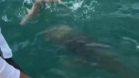 There’s a reason goliath groupers are called the garbage disposals of the sea — they eat everything in sight, including sharks apparently. A group of fishermen were able to witness a 500-pound grouper’s “rare” meal during a fishing trip off […]