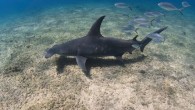 With three knots of wind, a rising tide and minimal cloud coverage, I eagerly walked out into the shallow waters of Bimini, Bahamas in search of adventure. Just 20ft out and snap, the handle of my underwater camera housing broke […]