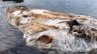 The whale, now missing its head and tail, died in June, likely after collision with large vessel. What fishermen thought was a rarely-seen sea creature on Tuesday turned out to be a badly-decomposed cetacean. The National Oceanic and Atmospheric Administration […]