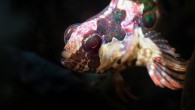 Kate Jonker’s ears were ringing. Tunnel vision had set in, and she was dizzy. Not a good sign while attempting to dive 40 metres under the ocean. Jonker had developed nitrogen narcosis, a condition that temporarily alters the consciousness of […]