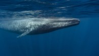 Icelandic Prime Minister Katrín Jakobsdóttir confirmed at last week’s NATO summit that her country would launch an investigation into Iceland’s controversial whaling industry, following the killing of what is thought to be a protected blue whale. German conservation group Hard […]