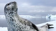 Kutup uzmanı olma, yani kutup bölgelerinde yoğunlaşıp oralarda fotoğraf çekme yolculuğum ben dört yaşındayken ailemin Güney Kanada’dan Grönland yakınlarındaki Baffin Adası’na taşınmasıyla başladı. Orada Inuit halkıyla birlikte yaşadık. 200 kişilik küçük İnuit toplumunda, İnuit olmayan üç aileden biriydik. Bu toplumda, […]