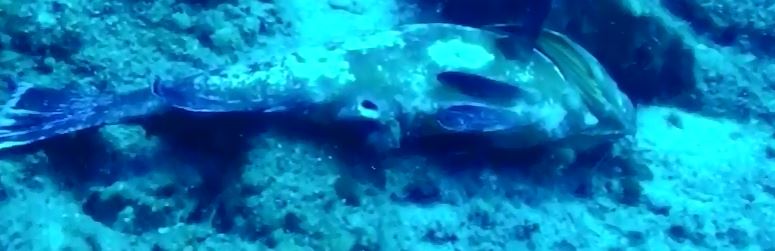 SUALTI Gazetesi ve SG YELKEN Bodrum tesilcisi Hakan Doğan’nın haberi;