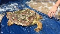 Altınkum sahilinde kıyıya vuran ve kafasından yaralı olduğu belirlenen caretta caretta, İstanbul Üniversitesi Veteriner Fakültesi’nde tedavi altına alındı. Edirne’nin Saros Körfezi’ne kıyısı bulunan Enez ilçesine bağlı Altınkum sahilinde kıyıya vuran ve kafasından yaralı olduğu belirlenen caretta caretta cinsi deniz kaplumbağası, […]