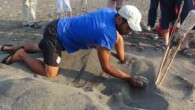 Samandağ sahillerinde minik yavruların çok kısa süren yumurtadan çıkıp denize kavuşmaları üniversite öğrencilerinin ve uzmanların gözetiminde gerçekleşti. Deniz kaplumbağalarının Türkiye’deki 3 üreme merkezinden biri olan Samandağ sahillerinde minik yavruların çok kısa süren yumurtadan çıkıp denize kavuşmaları üniversite öğrencilerinin ve uzmanların […]