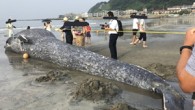 Japonya’da dev bir mavi balina, Kamakura şehri sahilinde karaya vurdu. 10 metre uzunluğundaki mavi balina, geçtiğimiz gün Japonya’nın Kamakura şehri sahillerinde karaya vurmuş olarak bulundu. Uzmanlar, ülkede böyle nadir bulunan bir türün ilk defa görüldüğünü söyledi. Dev mavi balina yavrusunun […]