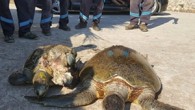 Muğla’nın Marmaris ilçesinde, sahilde 2 ölü caretta caretta bulundu. Marmaris’in Adaköy Mahallesi sahilinde, ölü deniz kaplumbağalarını görenler, durumu Marmaris Belediyesine bildirdi. Belediye görevlileri, sahilden aldıkları ölü caretta carettaları, Deniz Kaplumbağaları Araştırma, Kurtarma ve Rehabilitasyon Merkezine (DEKAMER) teslim etti. Kaynak: Deniz […]