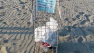 Antalya’nın Kaş ilçesinde nesli tehlike altındaki caretta carettaların en önemli yuvalama alanlarından Patara Plajı’na gelen tatilciler, yumurtaların bırakıldığı alandaki kafeslerin içine çöplerini atıyor. Antalya’nın Kaş ilçesindeki toplam uzunluğu 12 kilometre olan ve dünyanın en güzel plajları arasında gösterilen Patara Plajı, […]