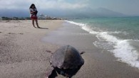 Aydın’ın Kuşadası ilçesinde, sahilde caretta caretta ölüsü bulundu. Vücudunda herhangi bir yara veya darp izine rastlanmayan caretta carettanın telef olmasının nedeni, inceleme sonrası belirlenecek. Kuşadası’nın tek sulak alanı olan Güzelçamlı Kocagöl Plajı’nda, caretta caretta ölüsü bulundu. Yapılan incelemelerde, deniz kaplumbağasında […]