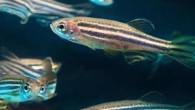 Doç. Dr. Çağhan Kızıl, zebra balığındaki bir maddenin insanın bağışıklık sisteminde de olan bir protein olduğuna dikkat çekti ve bu protein ile Alzheimer’a karşı savaşılacağını söyledi. Alman Sağlık Bakanlığı’na bağlı Dresden’deki Nörodejeneratif Hastalıklar Merkezi (DZNE) Laboratuvarı’nda, 8 kişilik ekibiyle araştırmalar […]
