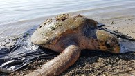 Muğla’nın Milas ilçesi Kıyıkışlacık Mahallesi’nde, nesli tükenmekte olan caretta caretta cinsi su kaplumbağası bulundu. Çok yavaş hareket eden ve halsiz olan kaplumbağayı Bodrum AKUT ekibi kurtararak yetkililere teslim etti. Deniz Kaplumbağaları Araştırma, Kurtarma ve Rehabilitasyon Merkezi’ni (DEKAMER) arayan vatandaşlar, Milas’ın […]