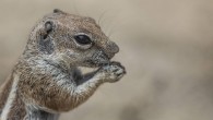 Day 8: Simon The Squirrel Takes A Look At Title Race Implications If Things Were To Remain As They Are With a think layer of cloud to start Day 8 of the Fuerteventura PWA Grand Slam the wind never really […]