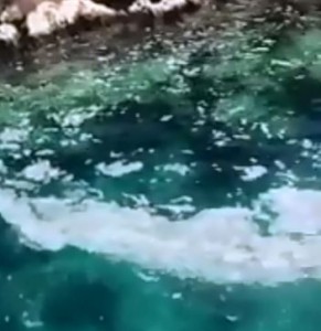 @TURMEPADernegi #Kaş Boğazcık Koyu, Barak iskelesi mevkii yakınları. Deniz yüzeyinde