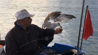 Ordu’nun Fatsa ilçesinde amatör balıkçıların yanından ayrılmayan ‘Kurnaz’ isimli martı, günlük yiyecek ihtiyacını balıkçıların elinden karşılıyor. Bolaman Mahallesi açıklarında istavrit ve çinekop avlayan amatör balıkçılardan Mustafa Kömür, “Ben her sabah denize açıldığımda hep aynı martı yanımıza geliyor. Balık tuttukça martıya […]